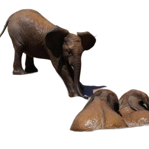 animal, 3d render, photorealistic, baby transparent PNG cut-out