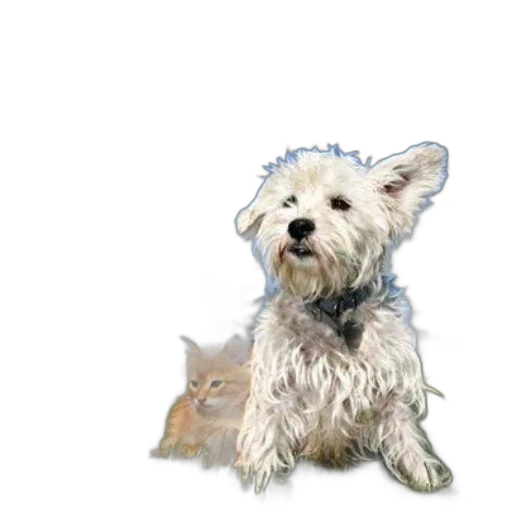animal, staff, creature, photorealistic transparent PNG cut-out
