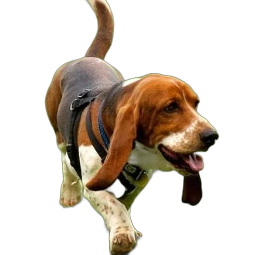 animal, staff, creature, weapon transparent PNG cut-out