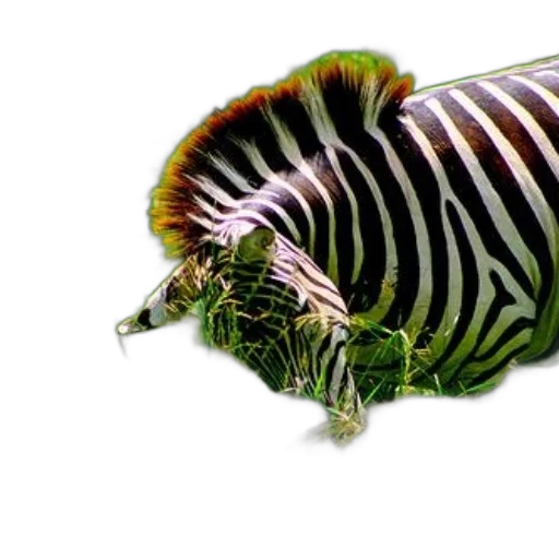 animal, creature, weapon, hat transparent PNG cut-out