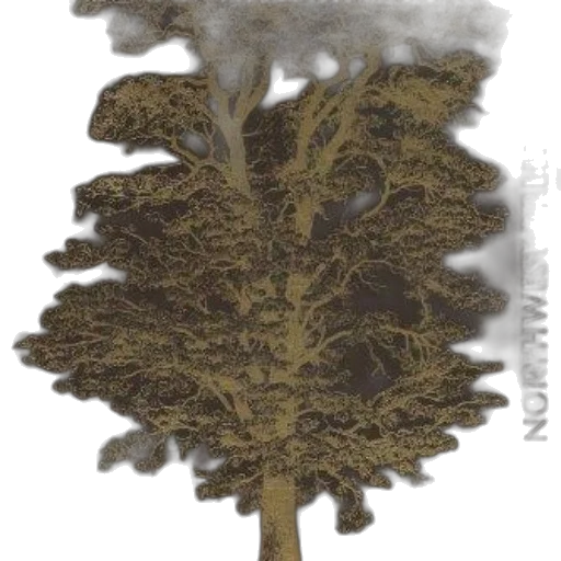 tree, crown, hair, dragon transparent PNG cut-out