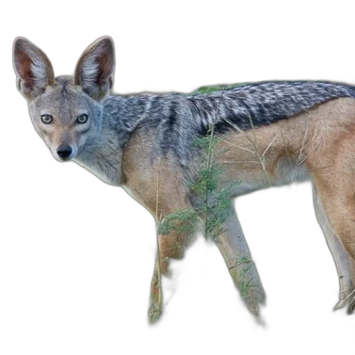 animal, creature, dragon, weapon transparent PNG cut-out