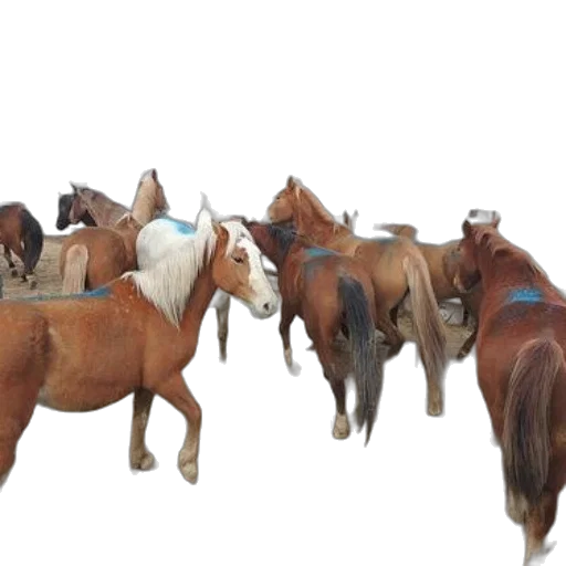 animal, 3d render, group, horses transparent PNG cut-out