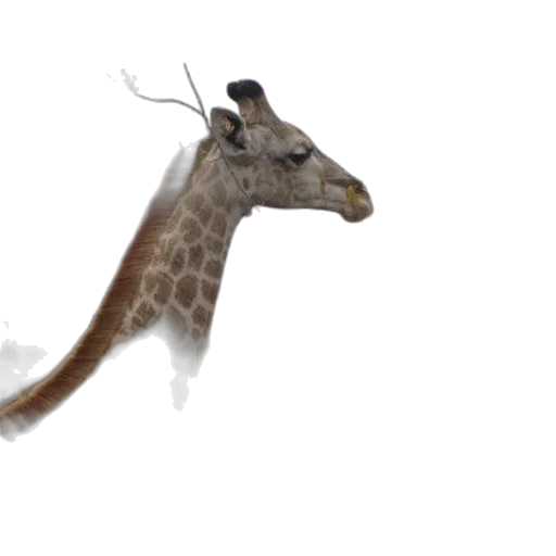 animal, creature, dragon, staff transparent PNG cut-out