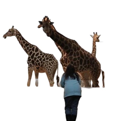animal, creature, staff, 3d render transparent PNG cut-out