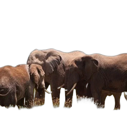 animal, concept art, photorealistic, earth tones transparent PNG cut-out