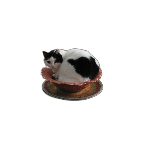 hat, food, jewelry, crown transparent PNG cut-out