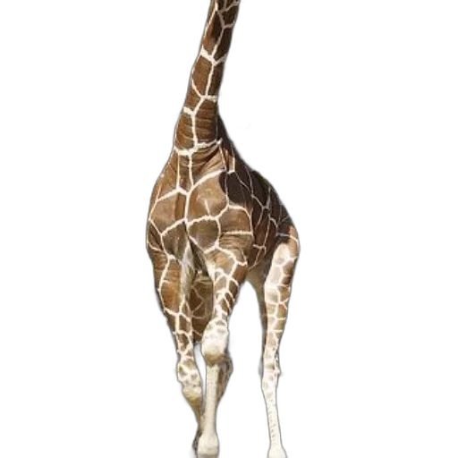 animal, creature, staff, weapon transparent PNG cut-out