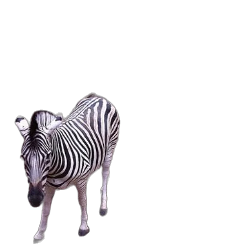 animal, creature, jewelry, furniture transparent PNG cut-out