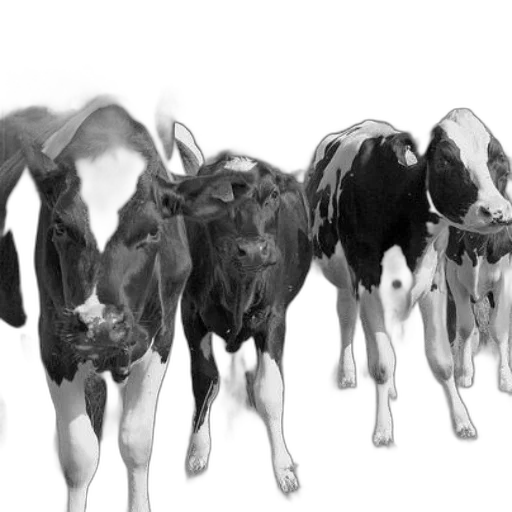 animal, photorealistic, black, white transparent PNG cut-out