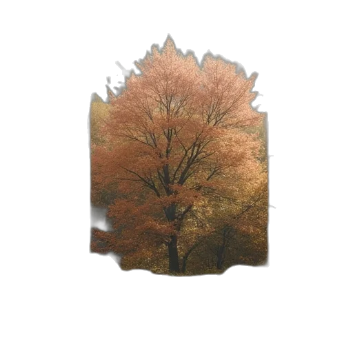 tree, crown, jacket, face transparent PNG cut-out
