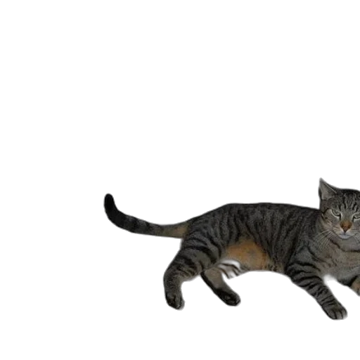 animal, creature, staff, weapon transparent PNG cut-out