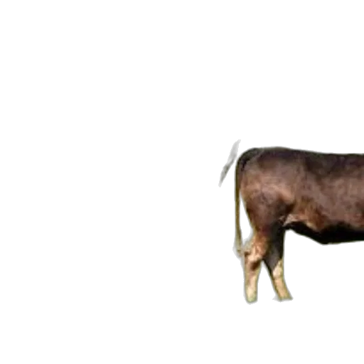 animal, food, creature, jewelry transparent PNG cut-out