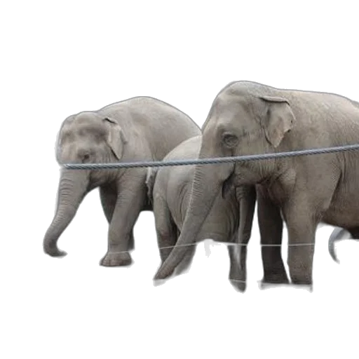three, elephants, enclosure, trees transparent PNG cut-out