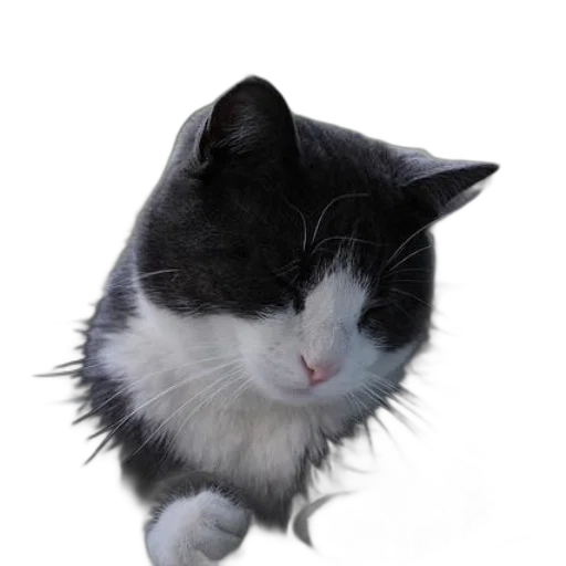 animal, staff, creature, hat transparent PNG cut-out