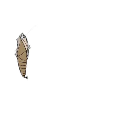 shoes, hair, creature, animal transparent PNG cut-out