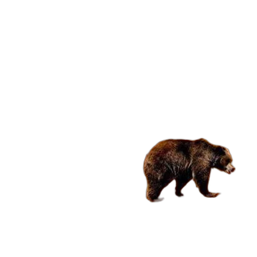 animal, creature, furniture, hair transparent PNG cut-out