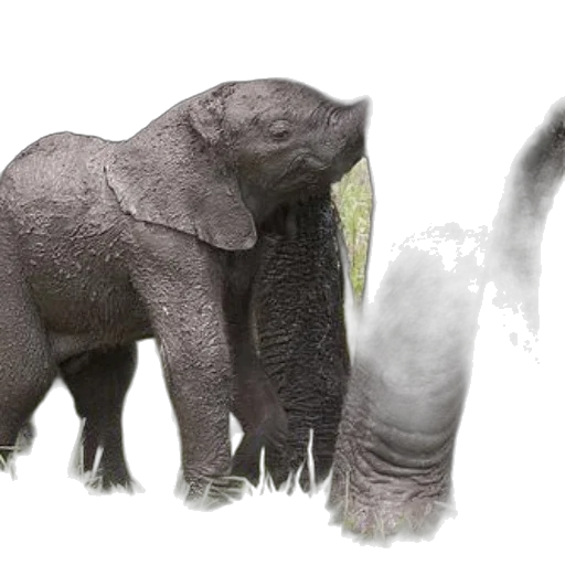 animal, creature, photorealistic, concept art transparent PNG cut-out