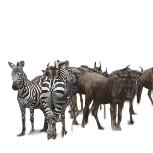 animal, creature, jewelry, furniture transparent PNG cut-out