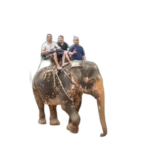 animal, staff, umbrella, creature transparent PNG cut-out