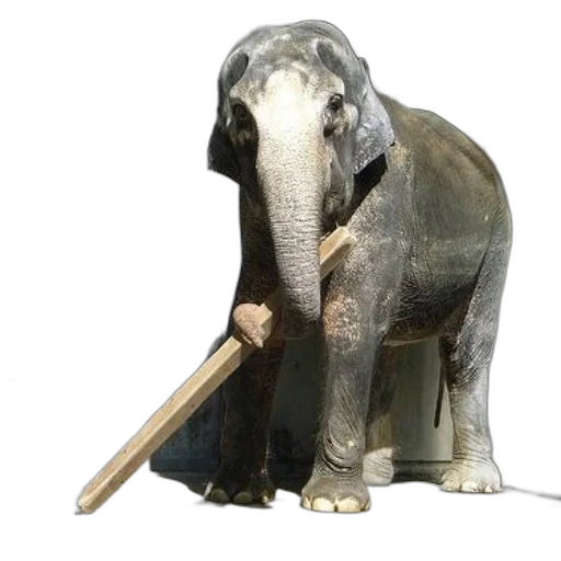 staff, animal, weapon, umbrella transparent PNG cut-out