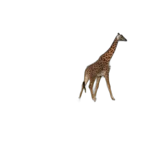 animal, creature, furniture, crown transparent PNG cut-out