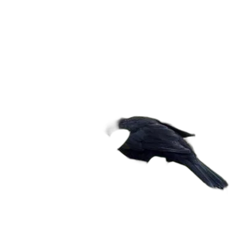 animal, creature, shoes, umbrella transparent PNG cut-out