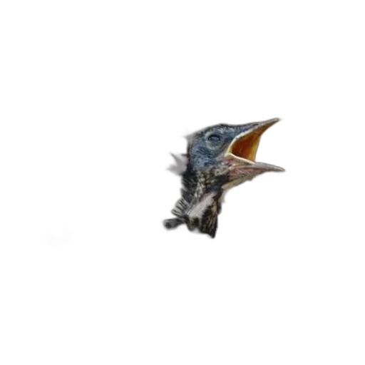 dragon, animal, creature, staff transparent PNG cut-out