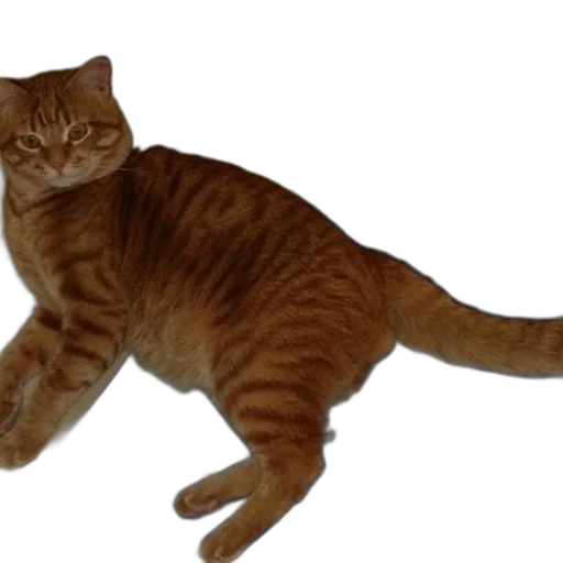 animal, staff, creature, photorealistic transparent PNG cut-out