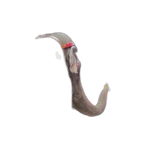 animal, creature, dragon, staff transparent PNG cut-out
