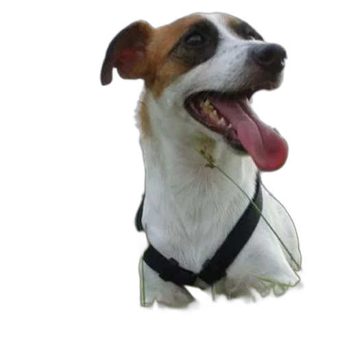 staff, animal, jacket, happy transparent PNG cut-out