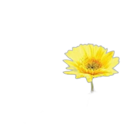 flower, crown, jewelry, umbrella transparent PNG cut-out