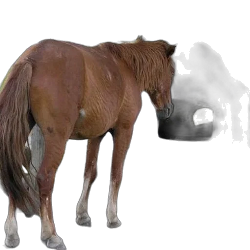 animal, creature, mask, weapon transparent PNG cut-out