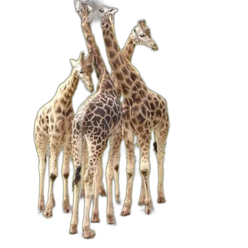 animal, jewelry, 3d render, concept art transparent PNG cut-out