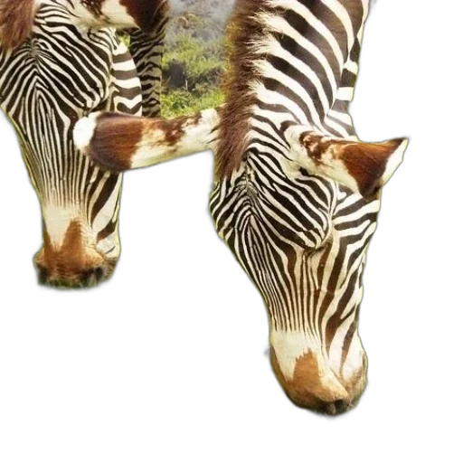 animal, creature, staff, furniture transparent PNG cut-out