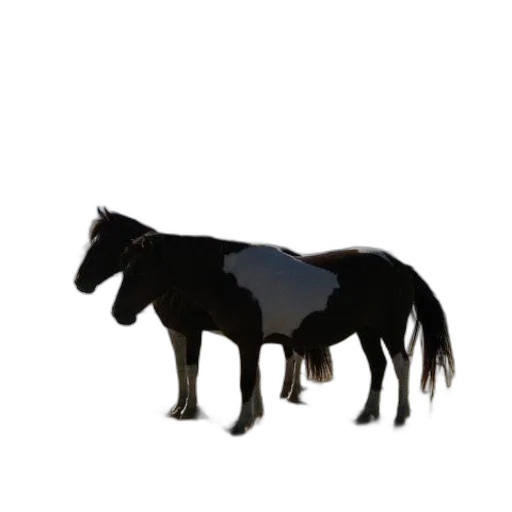 animal, creature, jacket, hair transparent PNG cut-out