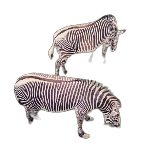 animal, creature, jewelry, furniture transparent PNG cut-out