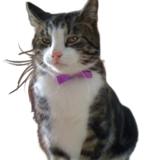 staff, animal, creature, jewelry transparent PNG cut-out
