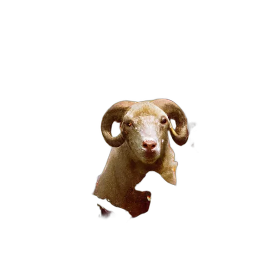 animal, creature, face, staff transparent PNG cut-out