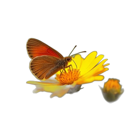 flower, animal, jewelry, crown transparent PNG cut-out