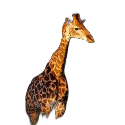 animal, creature, staff, jewelry transparent PNG cut-out