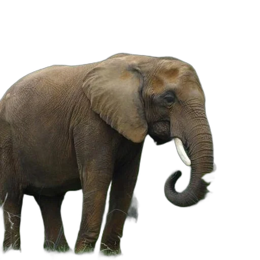 animal, creature, staff, weapon transparent PNG cut-out