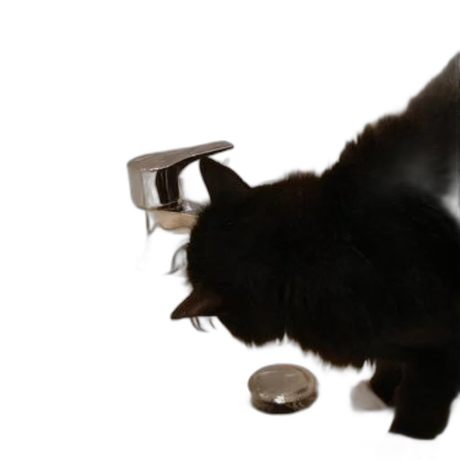 food, animal, staff, jewelry transparent PNG cut-out