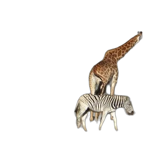 animal, creature, jewelry, furniture transparent PNG cut-out