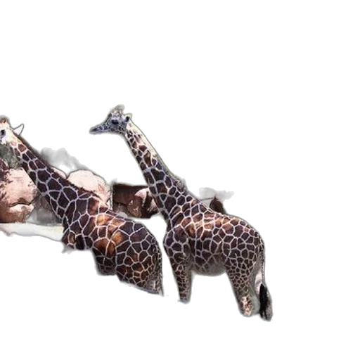animal, creature, shoes, weapon transparent PNG cut-out