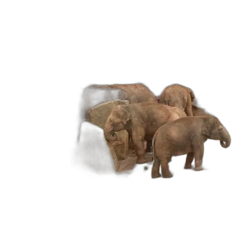 animal, furniture, jewelry, creature transparent PNG cut-out
