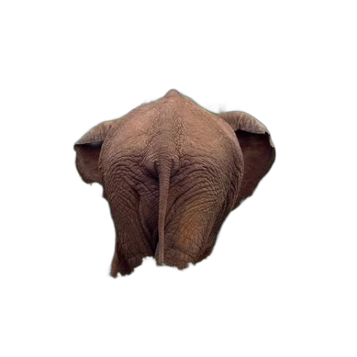 animal, face, creature, mask transparent PNG cut-out