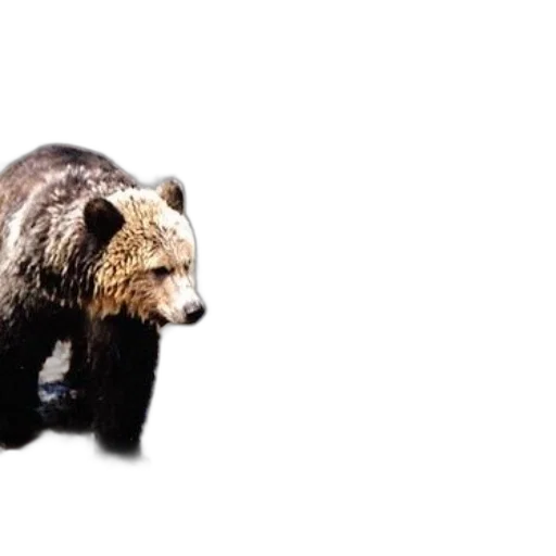animal, creature, photorealistic, concept art transparent PNG cut-out