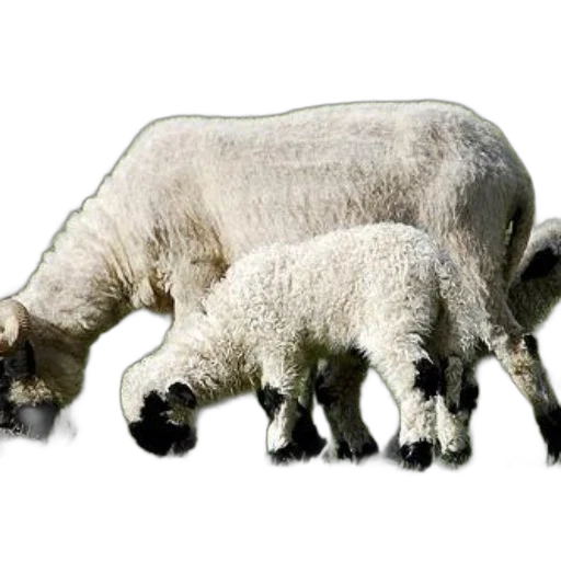 animal, food, weapon, creature transparent PNG cut-out