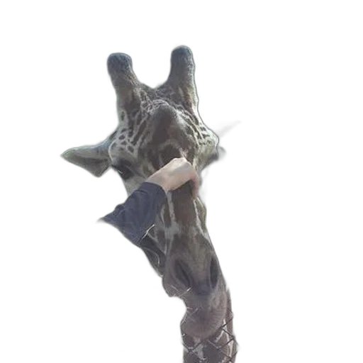staff, sword, weapon, crown transparent PNG cut-out